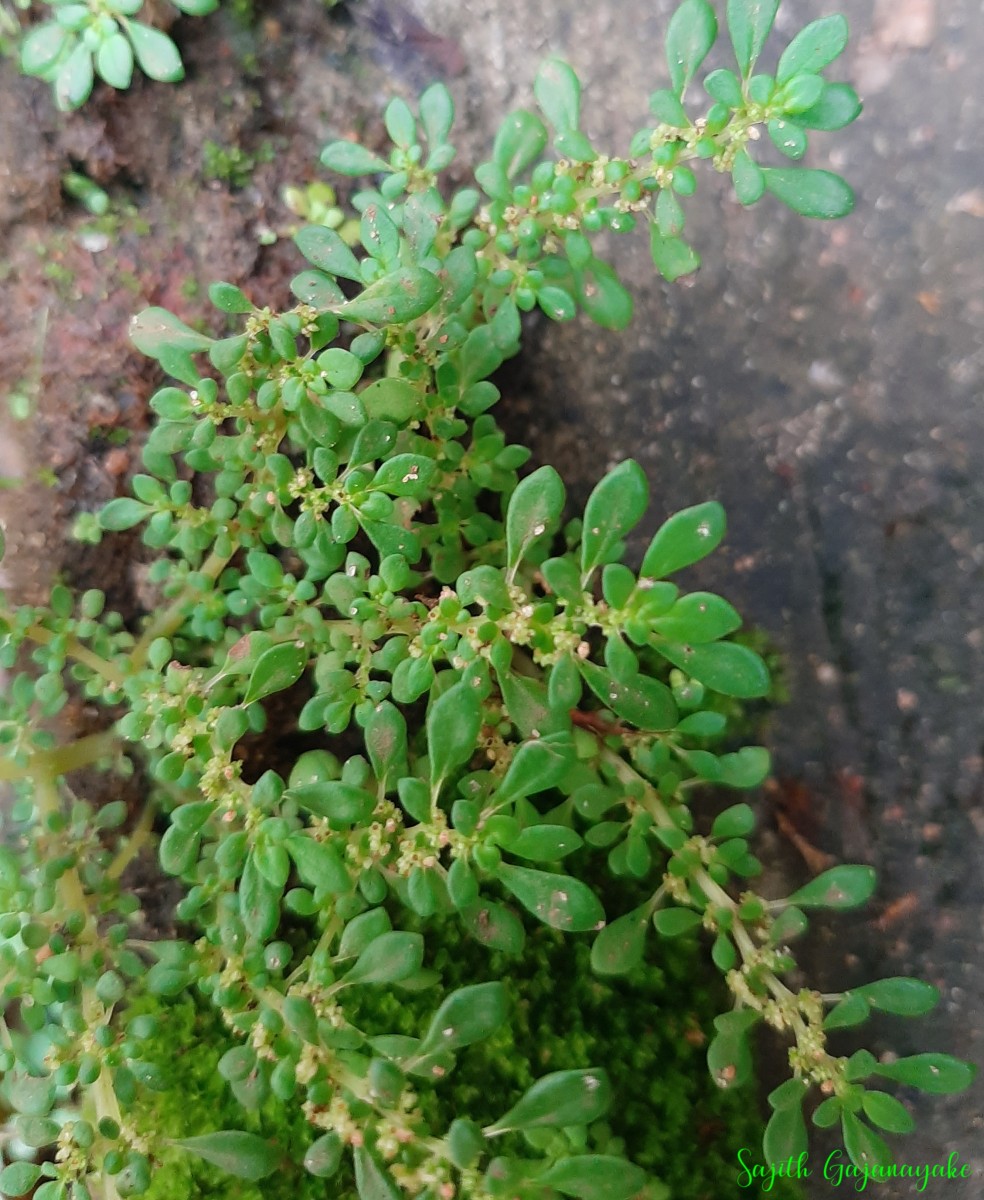 Pilea microphylla (L.) Liebm.